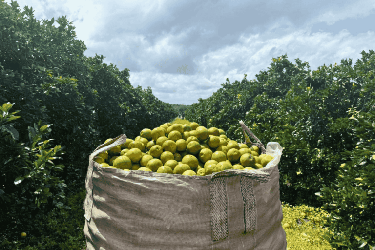 Indústrias do Nordeste anunciam expansão após safra recorde de laranja