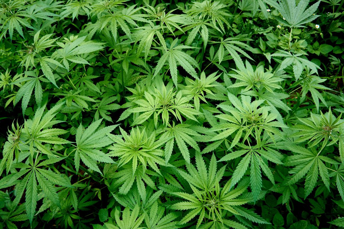 cannabis na construção civil