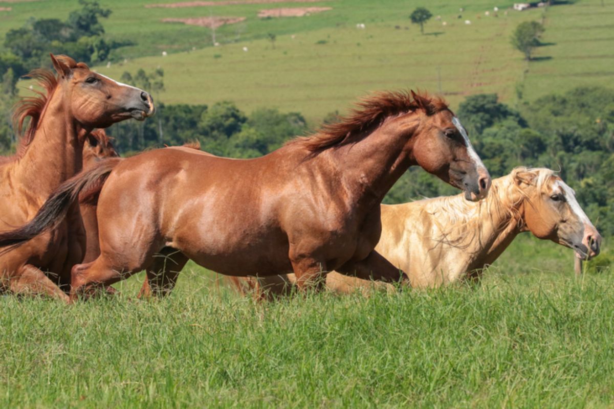 Foto: ABQM/Divulgação
