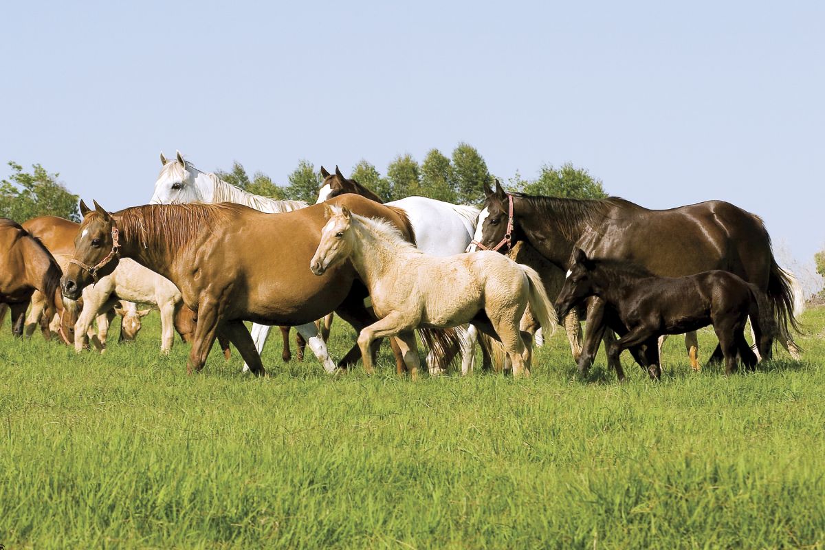 cavalo Quarto de Milha