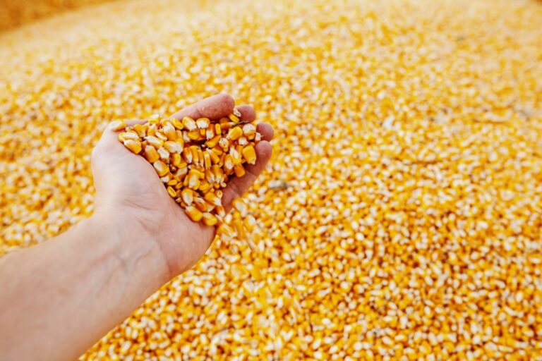 Importação de milho pela China cai 82% em setembro; de trigo aumenta 60%