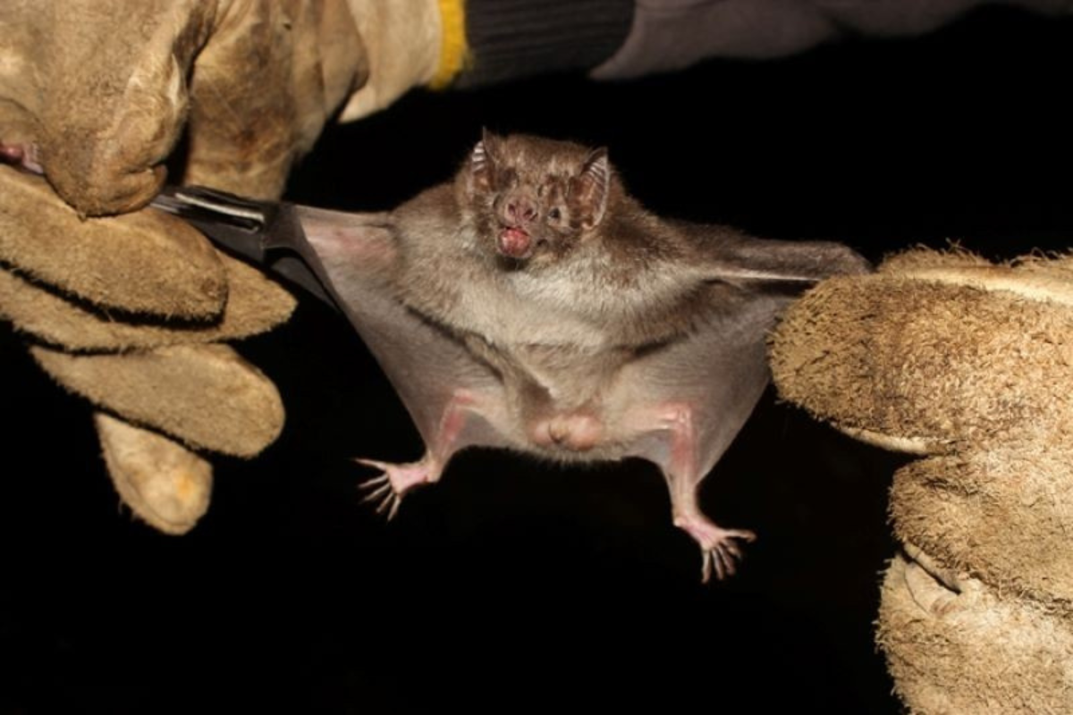 Raiva em herbívoros é transmitida por morcegos hematófagos, ou vampiros. Foto: Seapi/Divulgação