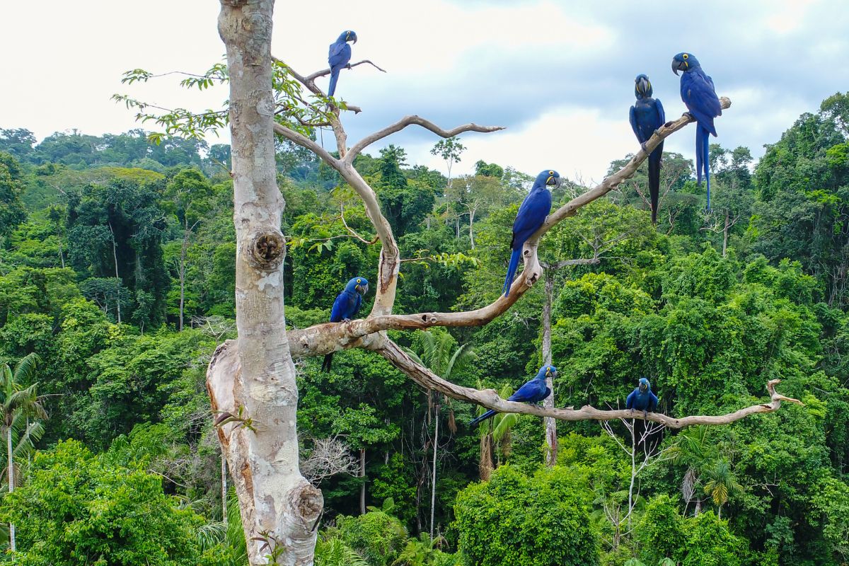 Código florestal brasileiro
