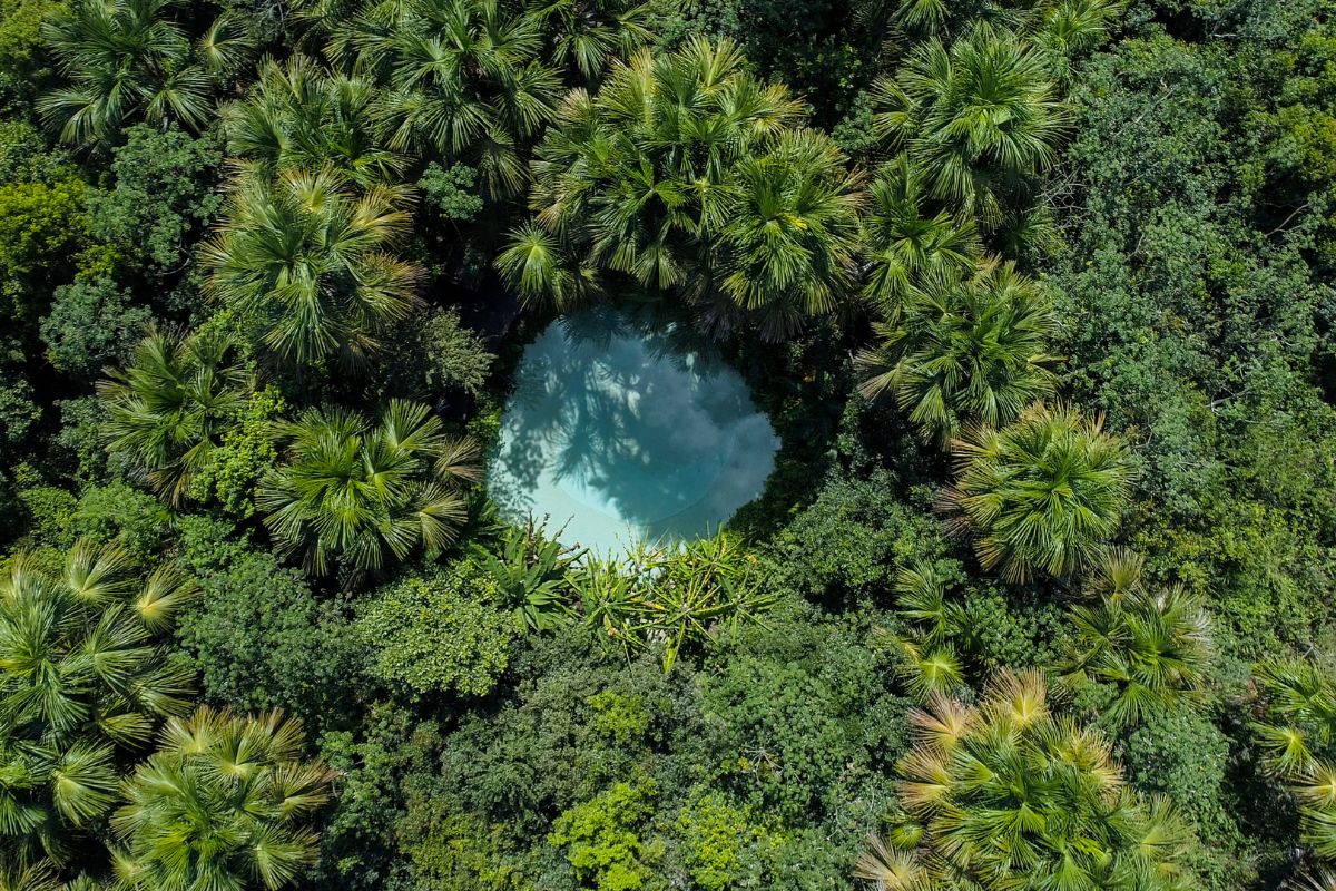 Código florestal brasileiro