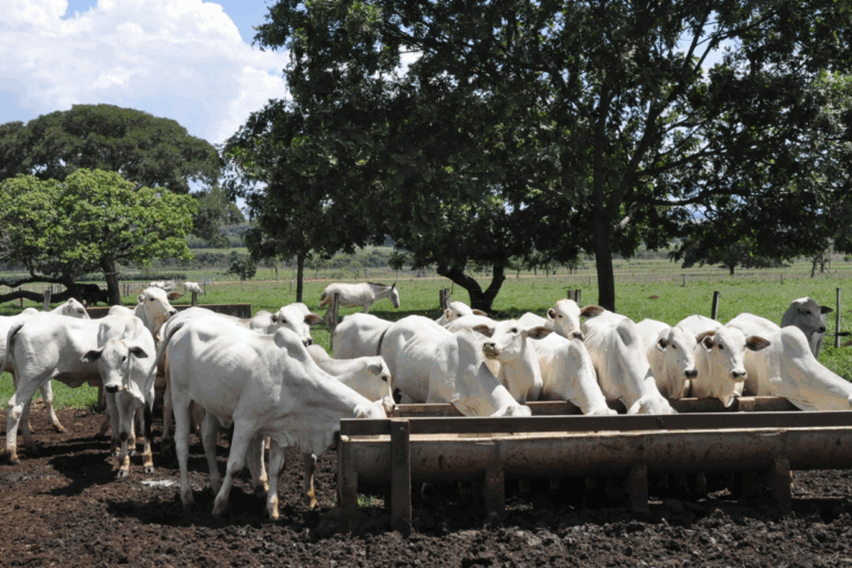 Dieta energética aumenta produção de embriões em novilhas Nelore