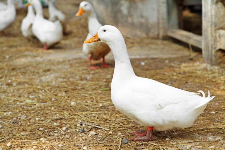 Hungria detecta caso de gripe aviária em granja comercial de patos