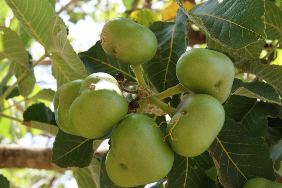 frutas do cerrado