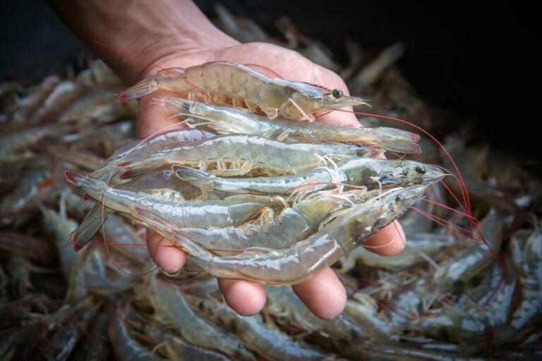 Pesca e aquicultura no Brasil em números; veja o retrato completo
