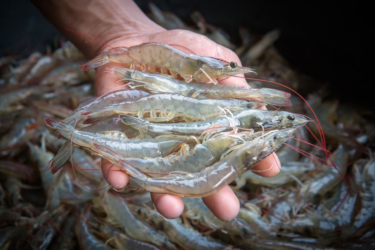 Camarões estiveram entre os mais pescados em 2024, segundo o boletim. Foto: Adobe Stock