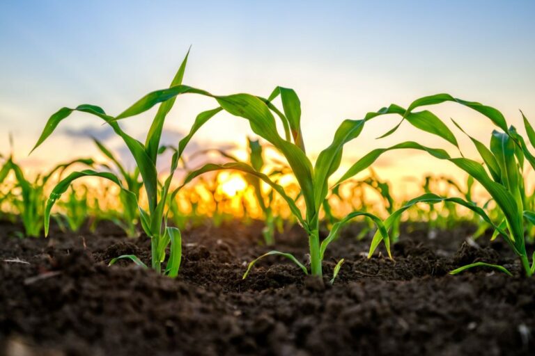 Plantio de milho verão 2025/2026 atinge 84% da área no PR