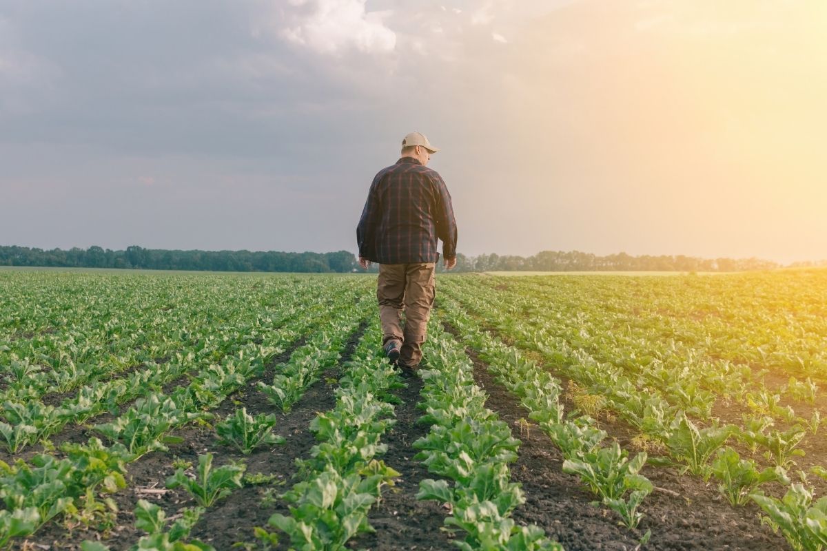 Produtor deve ficar de olho nos impactos da La Niña sobre produtividade e a janela da safrinha. Foto: Adobe Stock 