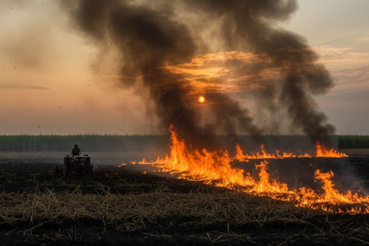 Em 2024, o Estado de São Paulo teve aumento no número de incêndios. Foto: Agência SP/Divulgação