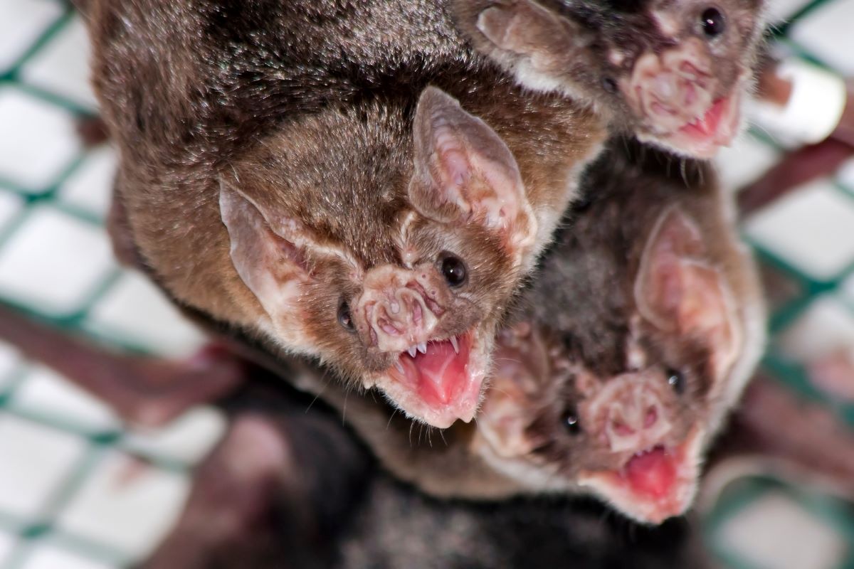 Raiva é transmitida aos bovinos pelo morcego Desmodus Rotundus. Foto: Adobe Stock