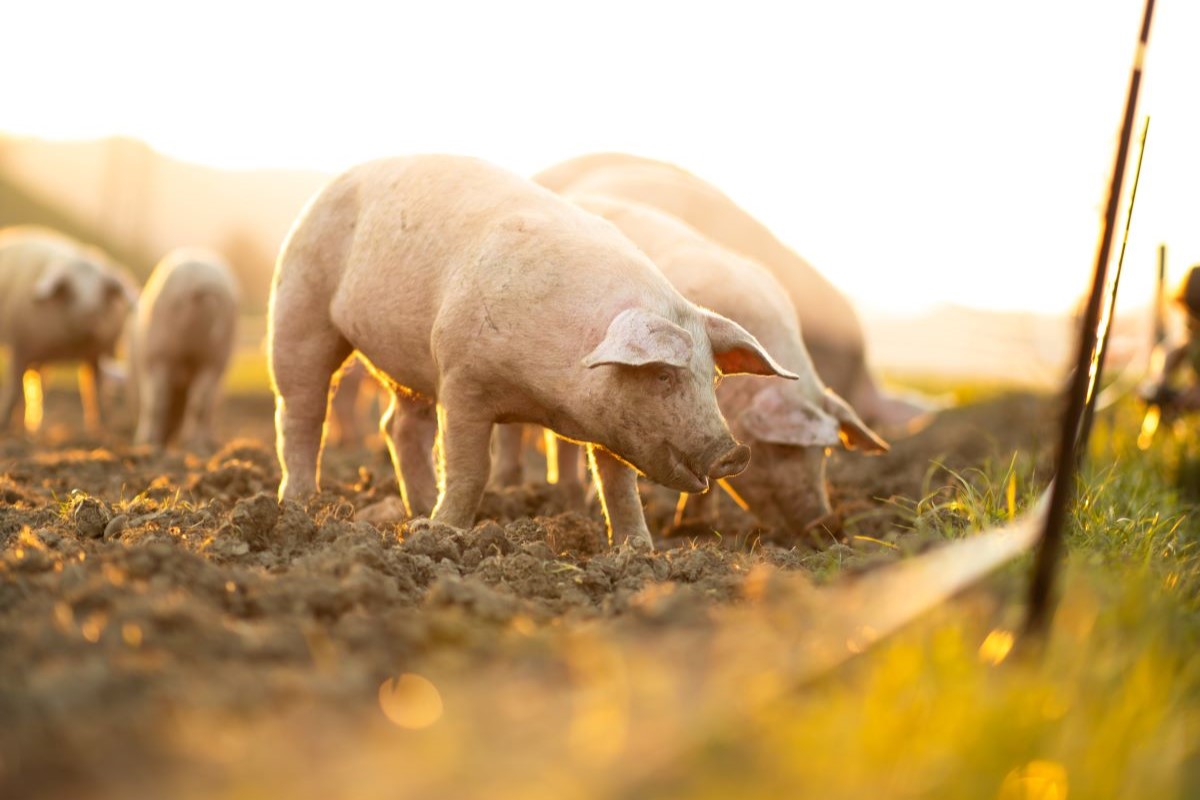 Criadores de suínos estão entre os que precisam informar número de animais ao Indea. Foto: Adobe Stock