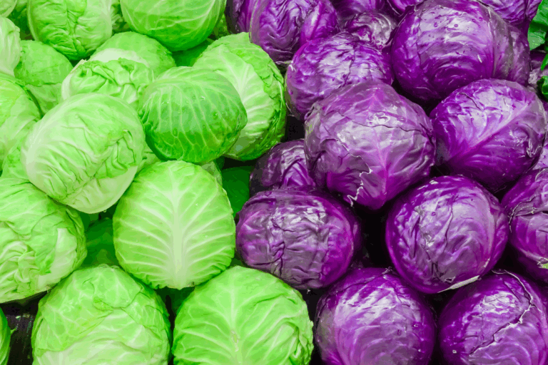 Repolho branco e roxo: diferenças que influenciam do campo à mesa