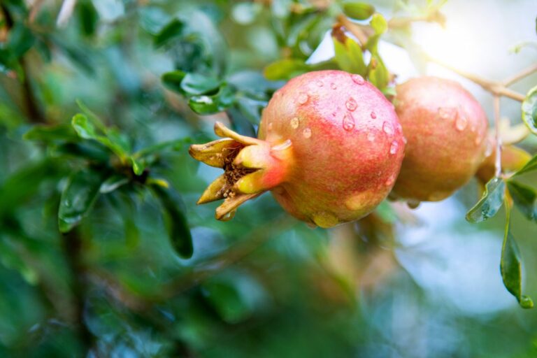 Produção de romã: o agro por trás da tradição de fim de ano