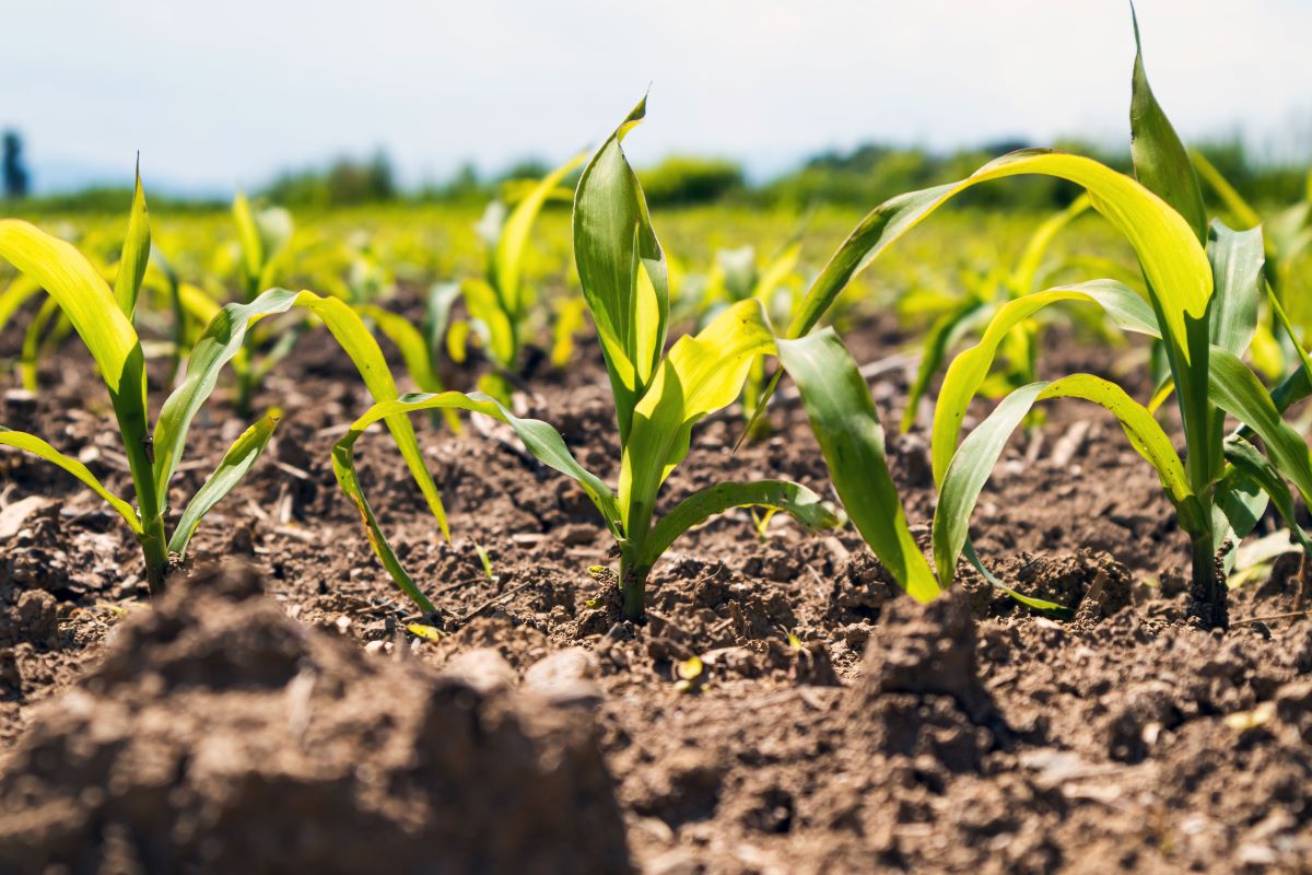 Milho ganha cada vez mais espaço na produção agrícola do Mato Grosso. Foto: Adobe Stock