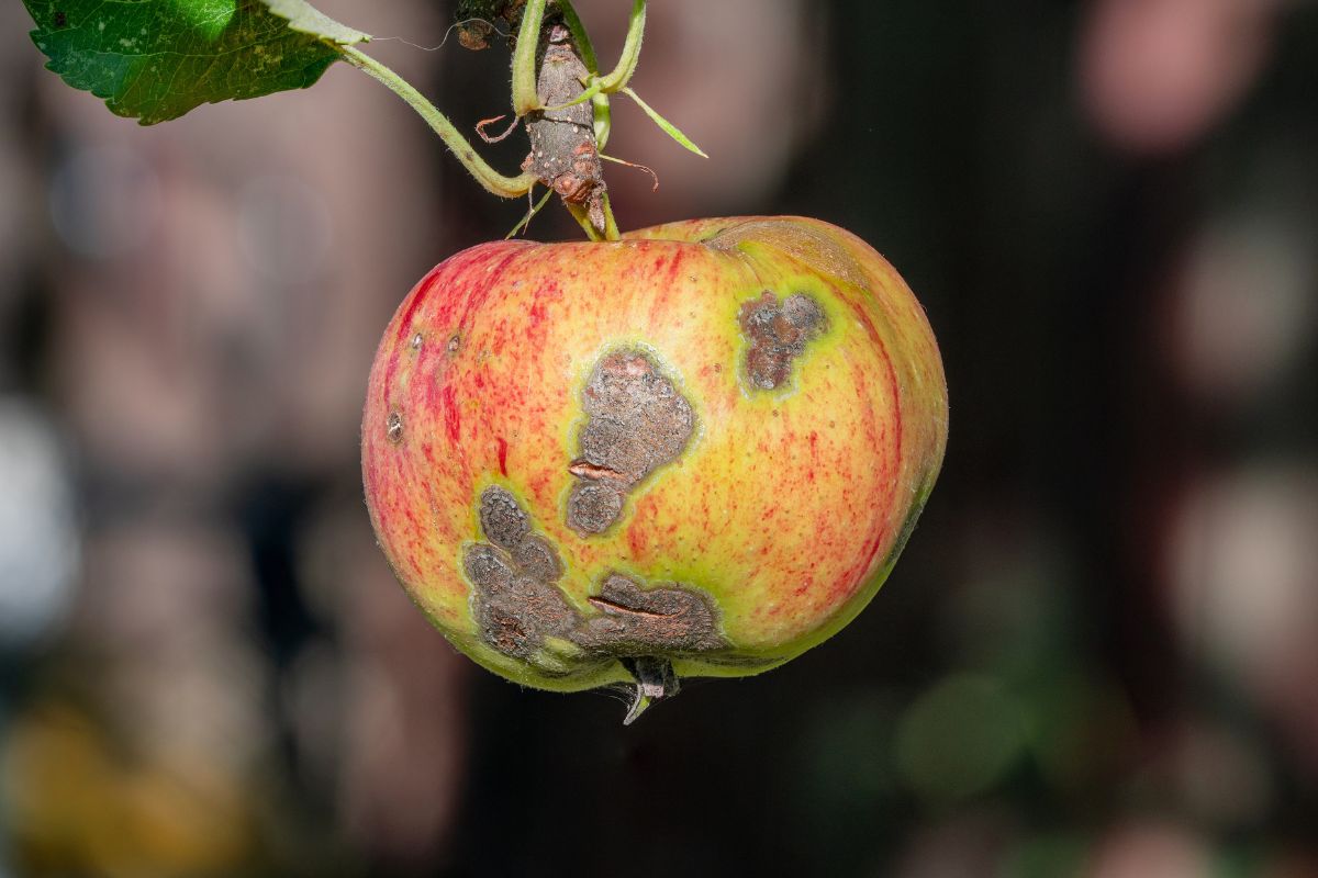 Foto: Adobe Stock