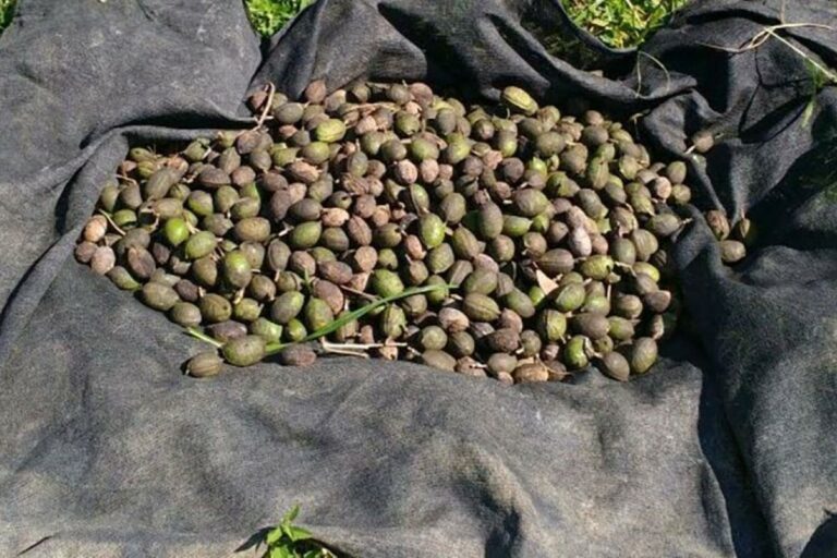 Parceria aposta em sementes nativas para restaurar biomas ameaçados