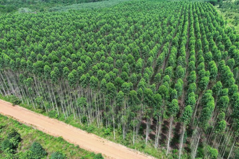 Setor florestal apresenta caderno com soluções para mudanças climáticas
