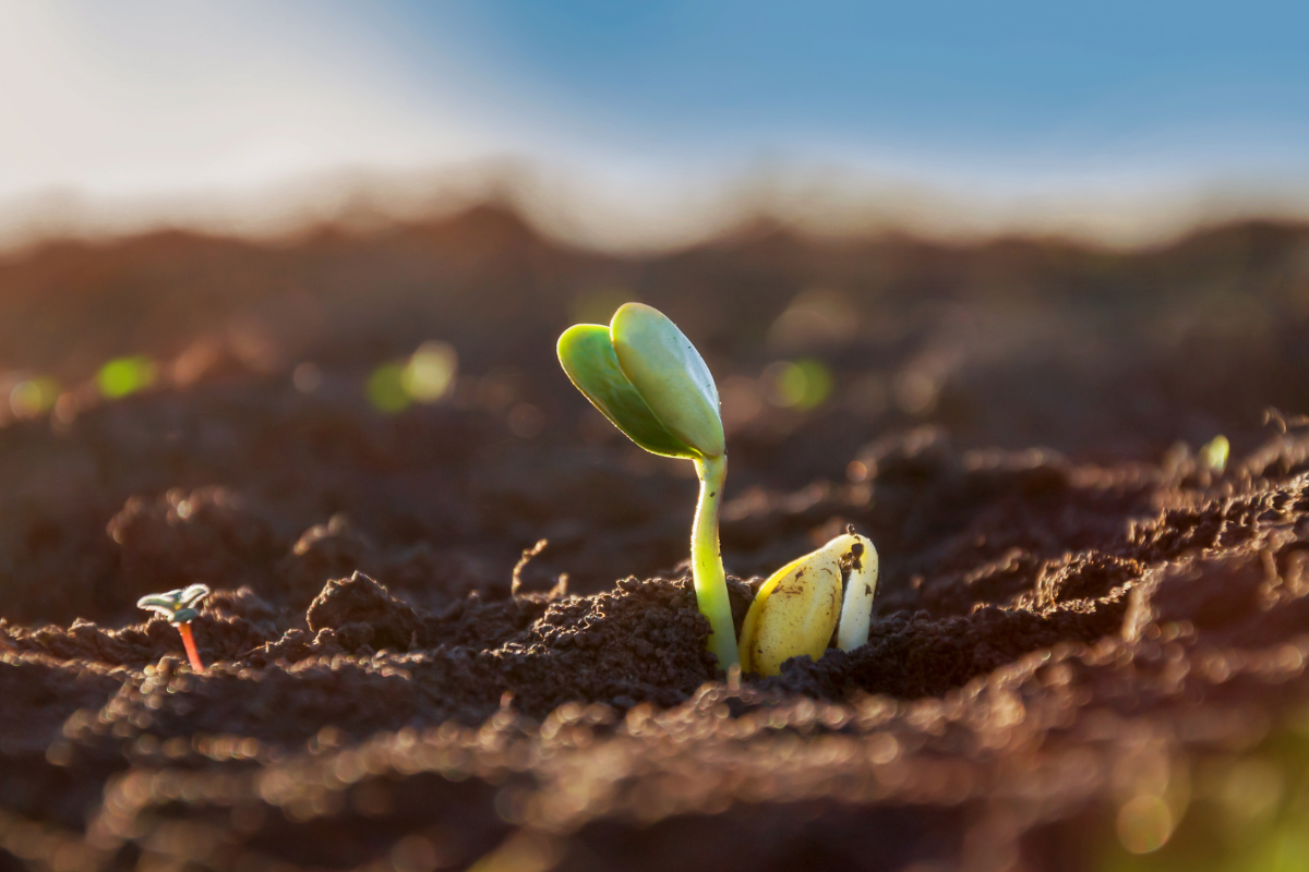 Foto: Adobe Stock 