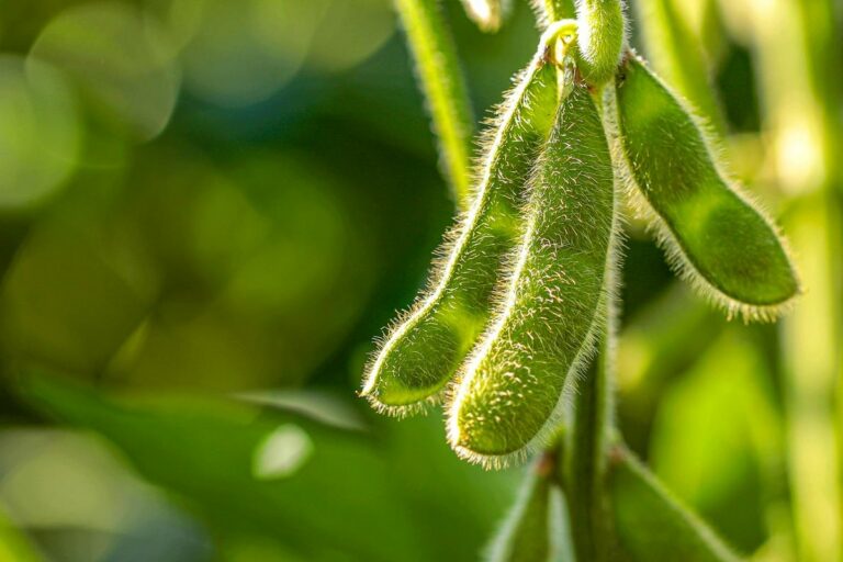 Apesar da La Niña, América do Sul deverá ter safra recorde de soja