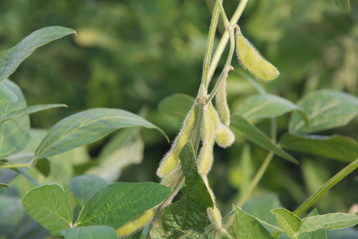Queda no custo da soja foi motivada por despesas menores com fertilizantes e defensivos. Foto: Adobe Stock