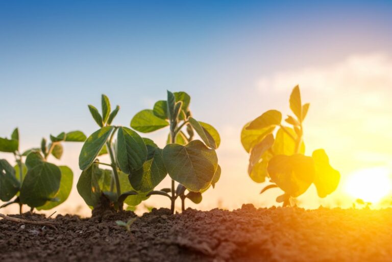 PIB da soja em 2025 deve crescer 11% com safra recorde e biodiesel
