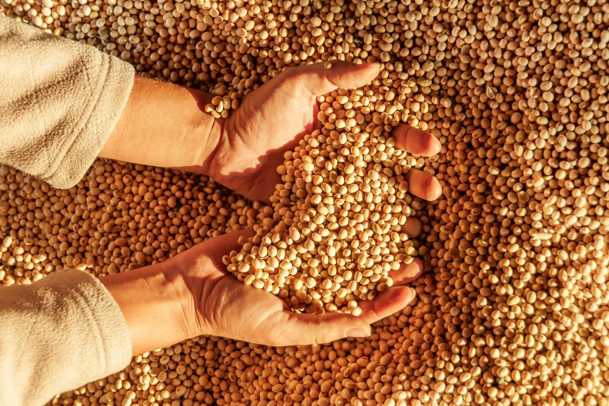 Valor da saca de 60 quilos de soja fechou a última semana em R$ 136,24. Foto: Adobe Stock