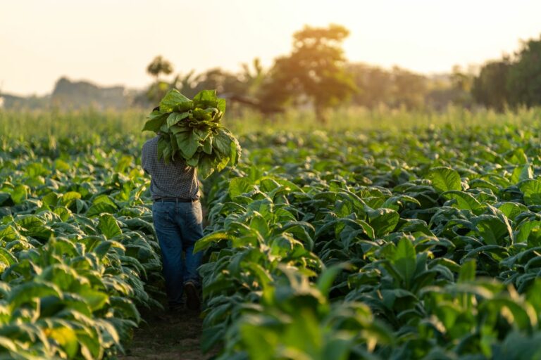 Exportações de tabaco em 2025 devem superar 2024 e atingir cerca de US$ 3 bi