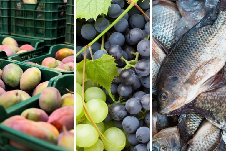 Manga, uva e pescado: como estão esses setores dois meses após o tarifaço?