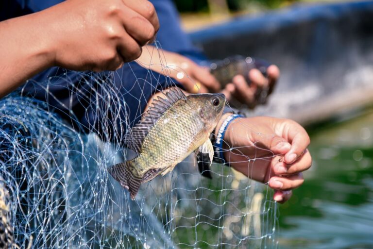 Ministério da Pesca pede esclarecimentos sobre tilápia em lista de espécies invasoras