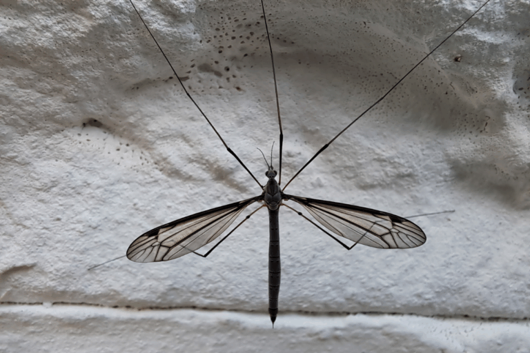 Conhece a típula? Não, ela não é um mosquito gigante