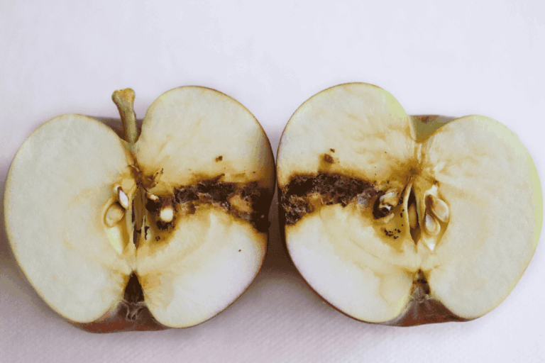 Essa praga erradicada no Brasil não pode voltar