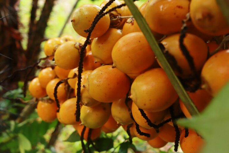 Conheça a palmeira que dá palha e fruto recordista em vitamina A