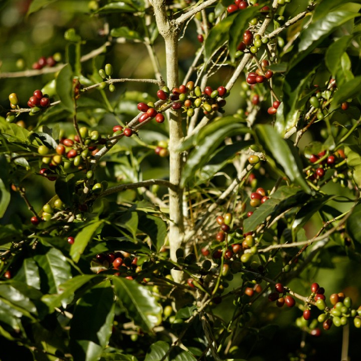 xícara de café mais cara do mundo