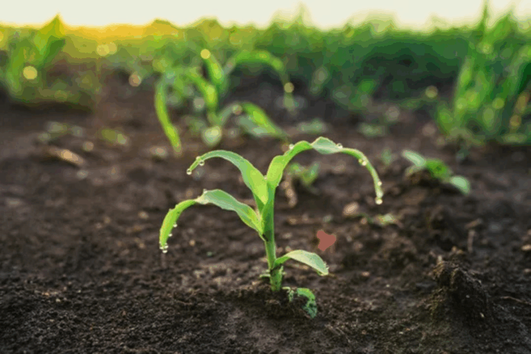 La Niña: atraso da soja acende alerta para o milho safrinha