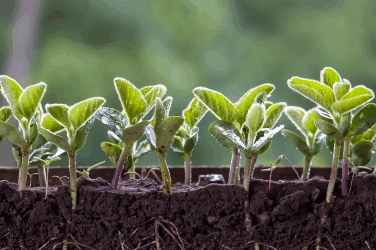 Brasil semeou 47% da área prevista para soja 2025/26