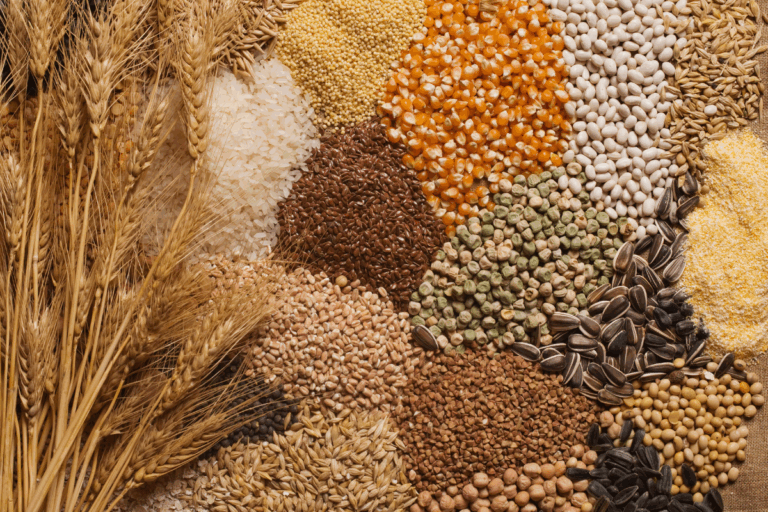 Conab mantém estável projeção para safra de grãos 2025/2026