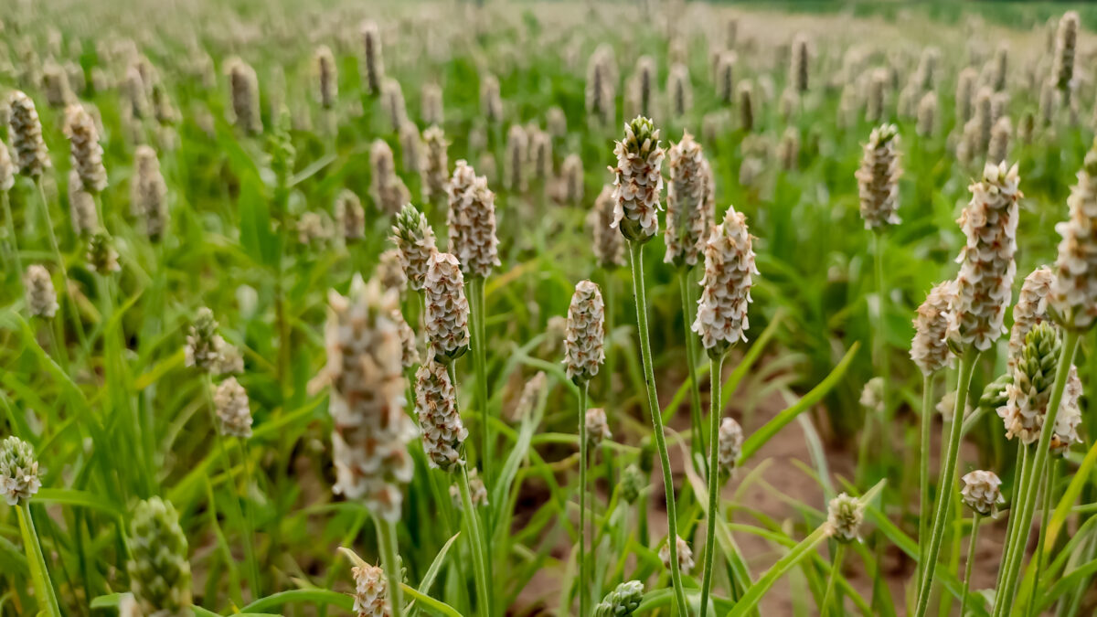 psyllium; Plantago Ovata
