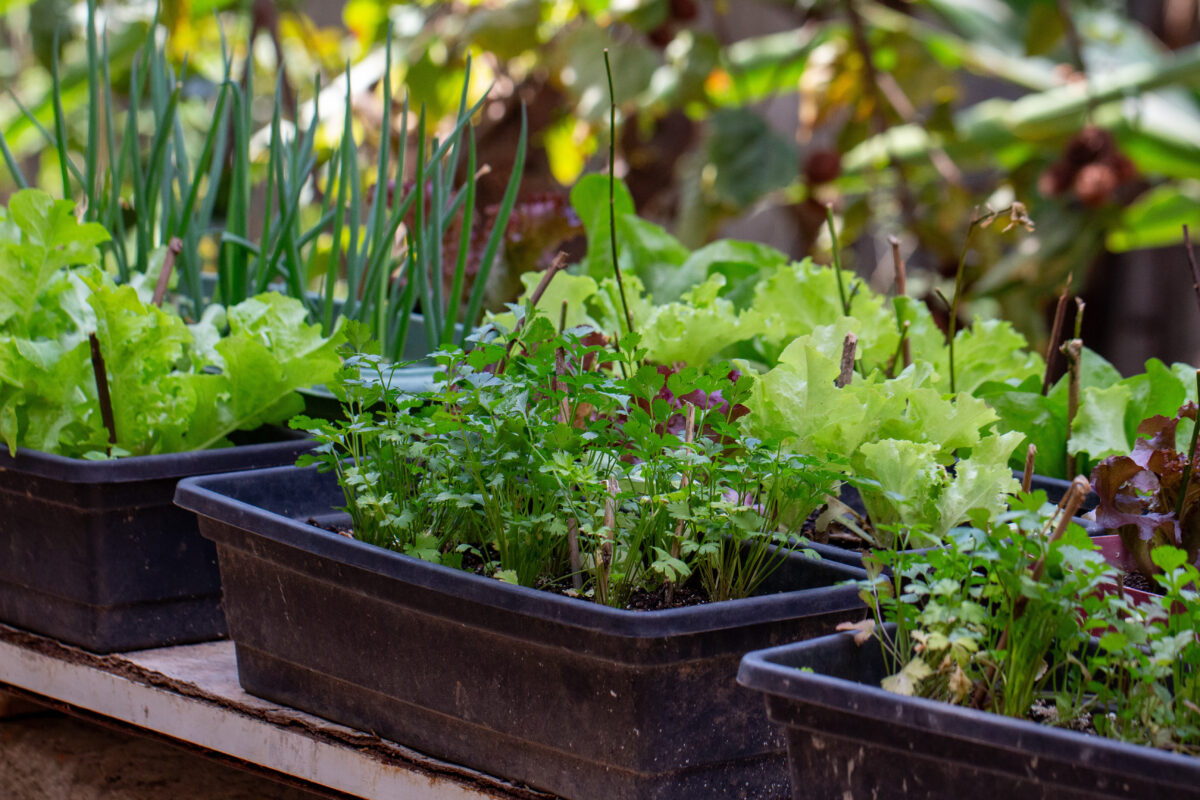 Plantas fáceis de cultivar em hortas