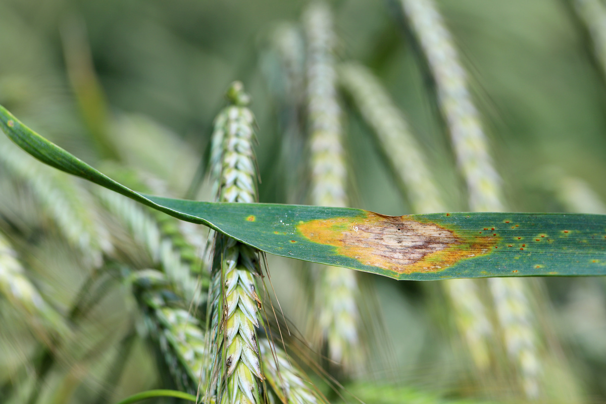 Mancha de septoria, doença que afeta trigo, estará no foco da parceria Foto: Adobe Stock      