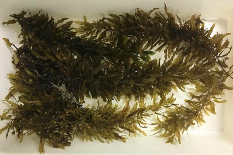 Pesquisa quer transformar algas marinhas em atum vegetal; entenda