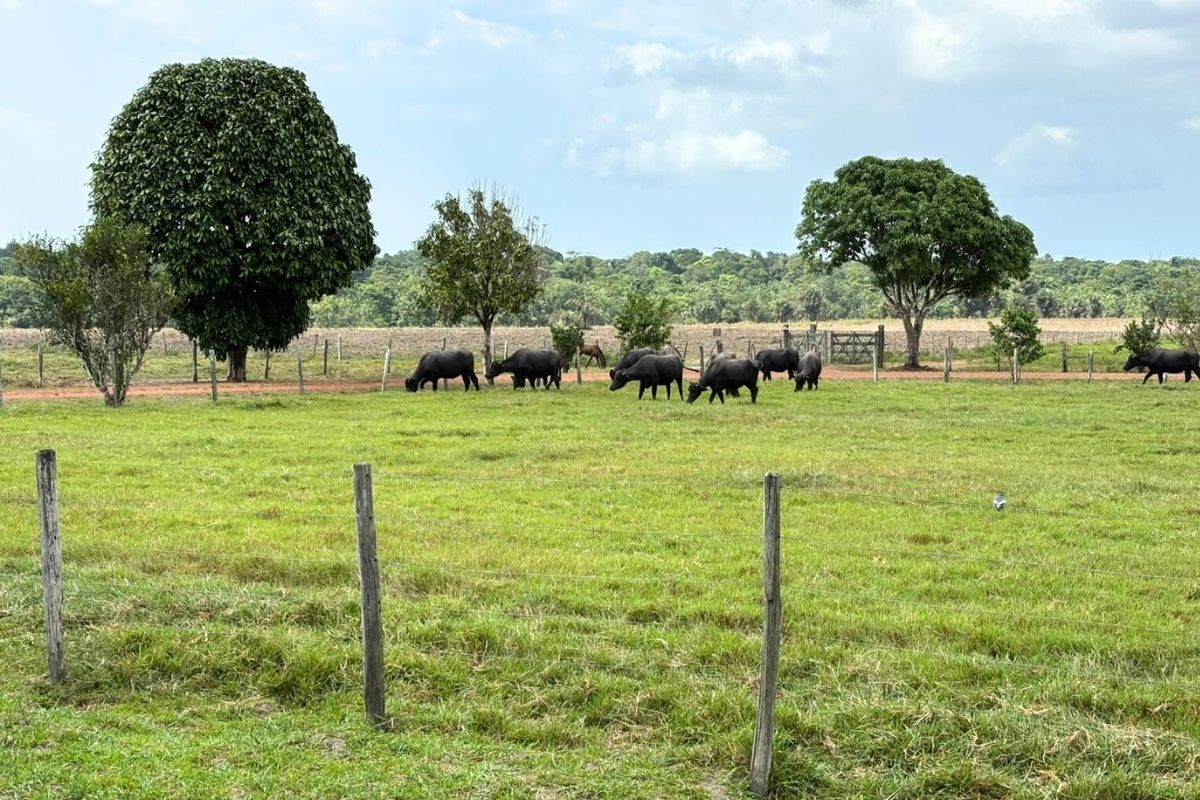 búfalos pará