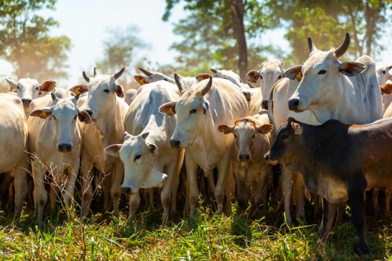 O que é e como aderir ao Protocolo de Carne de Baixo Carbono
