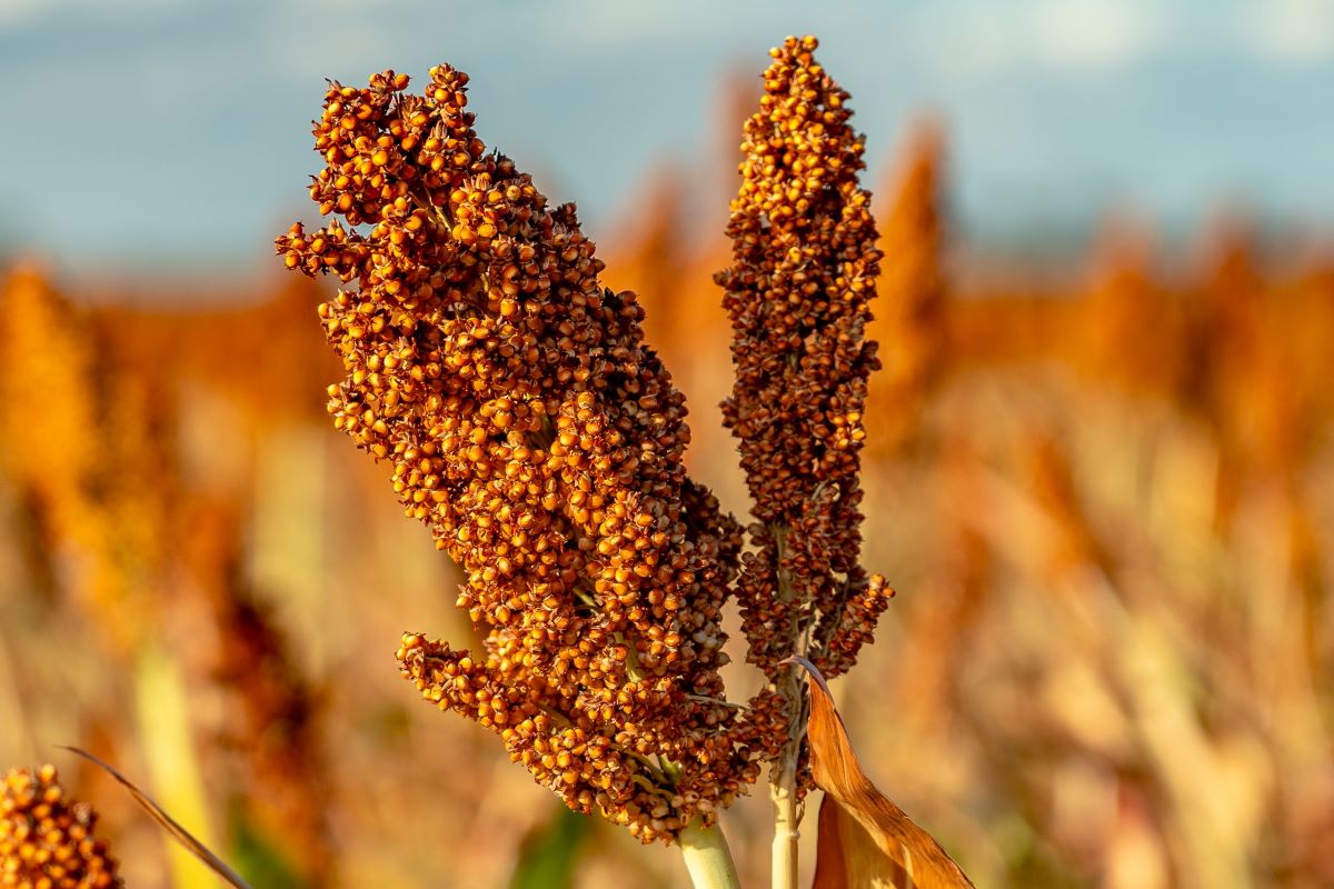 China responde por mais de 80% das importações globais de sorgo. Foto: Adobe Stock