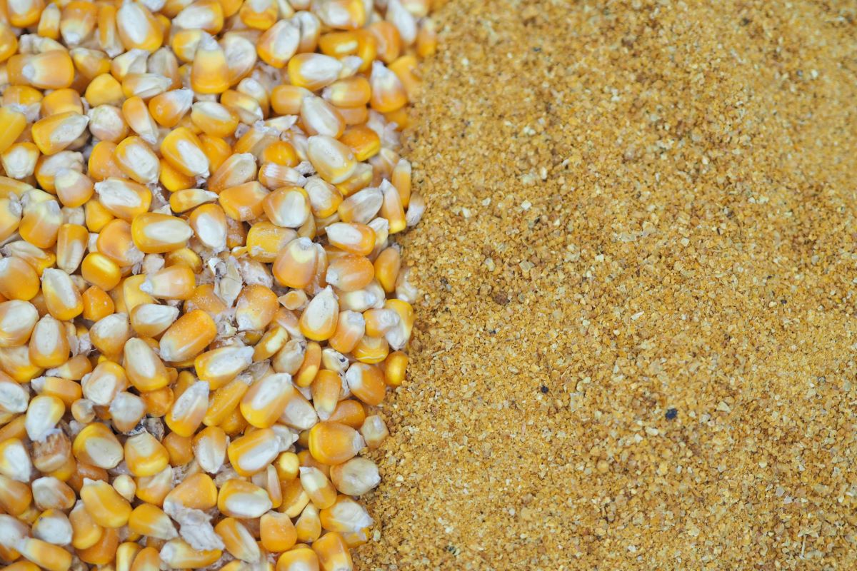 DDGs são obtidos a partir do processamento de etanol de milho. Foto: Adobe Stock