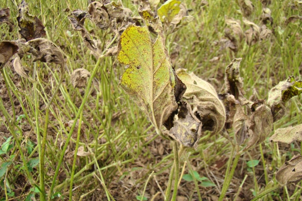 Identificada pela primeira vez no Brasil em 2001, doença provoca desfolha precoce e impede o desenvolvimento dos grãos. | Foto: Pedro Singer/Embrapa Soja