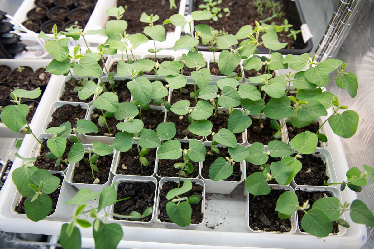 Experimentos em laboratório demonstraram que RNAi apresenta baixa toxicidade, rápida degradação natural. Foto: INCT NanoAgro/Divulgação
