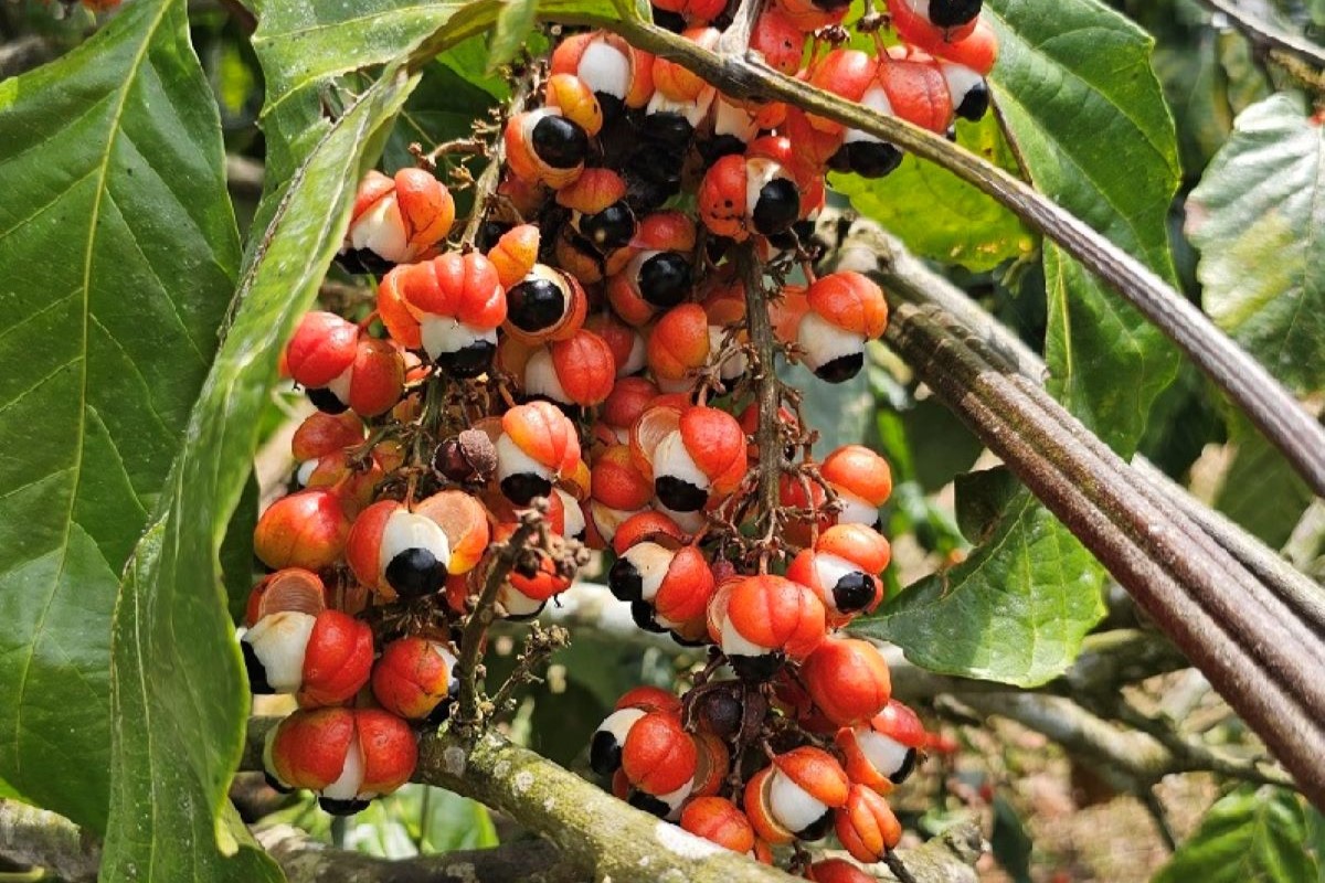 Aumento na safra do guaraná deve ser de 20% a 30% em relação a 2024. Foto: Maria José Tupinambá